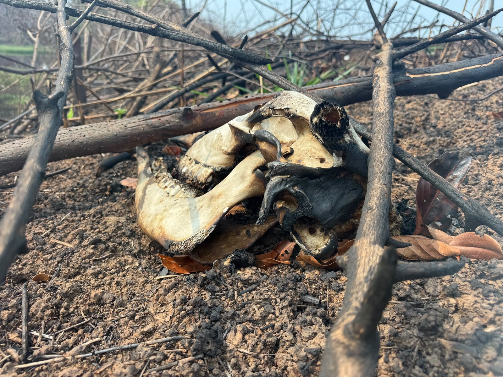 Imagens exclusivas mostram animais mortos após incêndios avançarem no Amazonas