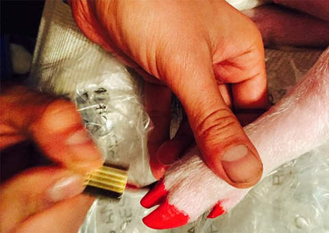 Miley Cyrus criticada por postar foto fazendo as unhas do seu porquinho