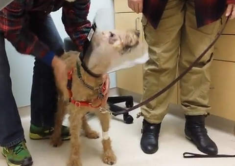 A emoção do cão cego que enxerga seus donos pela primeira vez após cirurgia