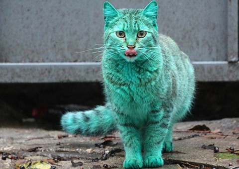 Gato verde causa alvoroço perto de usina radioativa na Bulgária