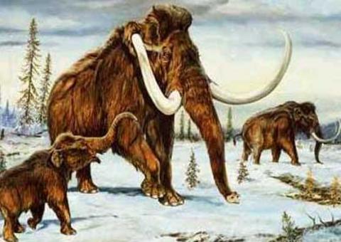 Sangue encontrado em carcaça de mamute pode permitir clonar o animal