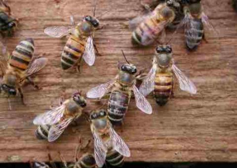 Trabalhadores da Arena Amazônia atacados por abelhas africanas