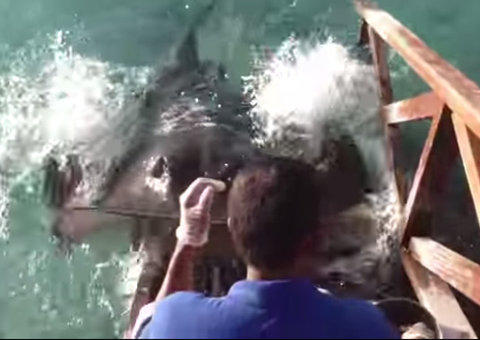 Arraia escala rampa em cais para pedir comida