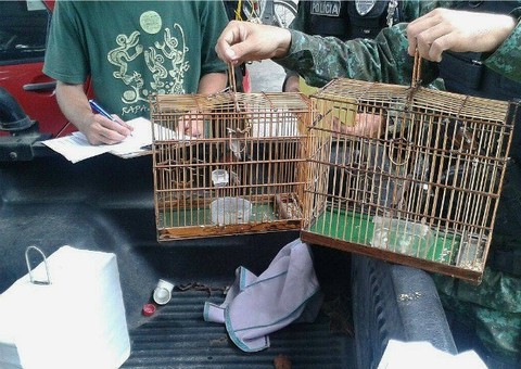 Batalhão Ambiental apreende aves silvestres transportadas ilegalmente