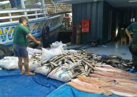 Peixe em período de defeso é apreendido