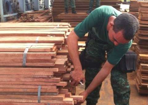 Batalhão Ambiental apreende pirarucu e madeira