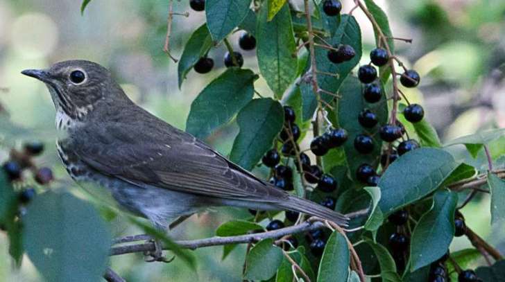 Pássaros estão se divorciando por causa do desmatamento