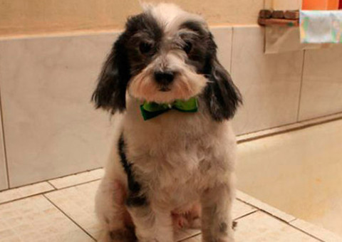 Conheça o Bill, o cão que vai sozinho para o Pet shop tomar banho