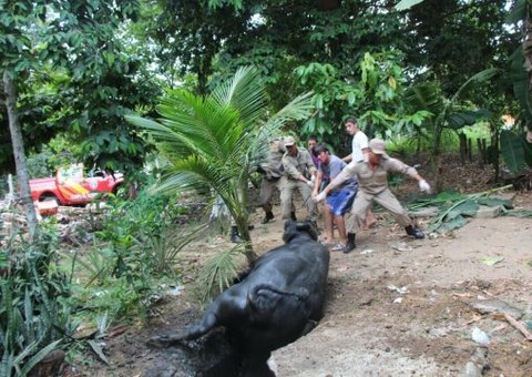 Filhote de búfalo cai em uma fossa na Vivenda Verde