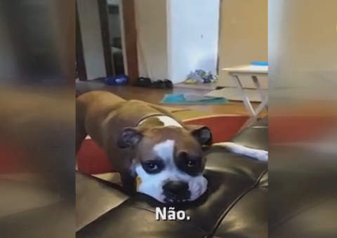 Cão "briga" com sua dona por lugar em sofá