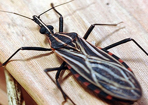 Susam identifica surto de Doença de Chagas no município de Carauari