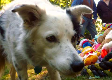  Cadela que sabe mais de mil palavras tem aulas de gramática 