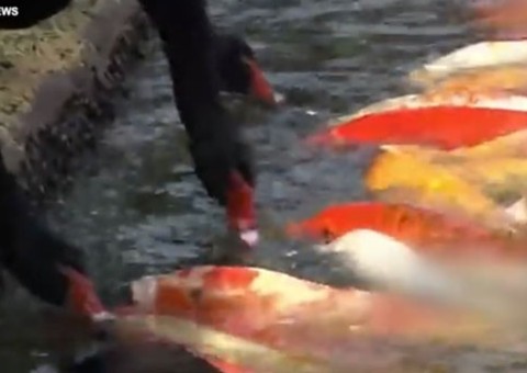 Vídeo flagra cisnes alimentando peixinhos boca-a-boca em parque