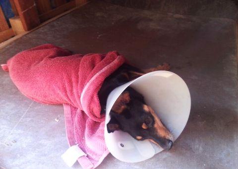 Animal de estimação recebe vacina e entra em coma