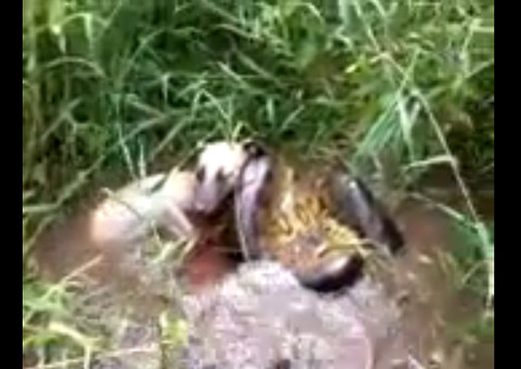 Vira-lata é salvo por riberinhos de ataque de cobra-grande