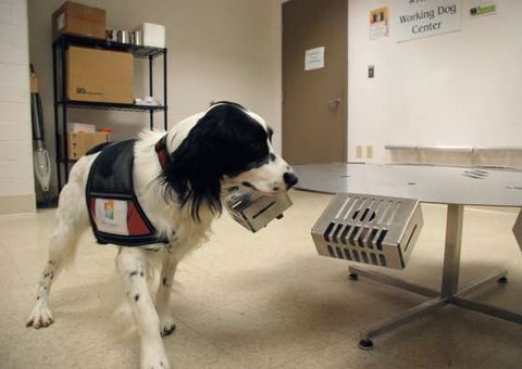 Cães são treinados para farejar câncer nos ovários