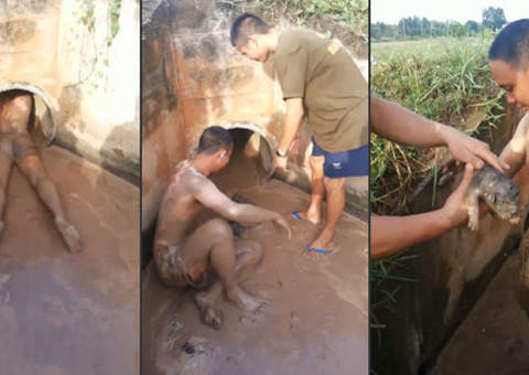 Homem salva filhotes dentro de uma tubulação de esgoto