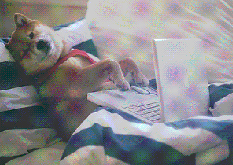  25 fotos divertidas de animais que resumem o seu feriado