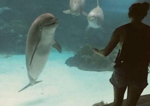  Vídeo: Garota dança e faz golfinho se divertir em aquário