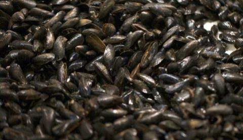 Cientistas descobrem uso de mexilhões em cirurgias e no tratamento do câncer