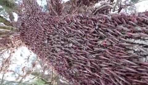 Argentina pede ajuda da população para monitorar nuvem de gafanhotos