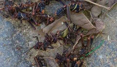 Gafanhotos aparecem em cidades no Brasil e preocupa população