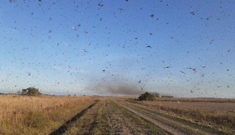 Nuvem de gafanhotos deve chegar ao Brasil na próxima quarta-feira