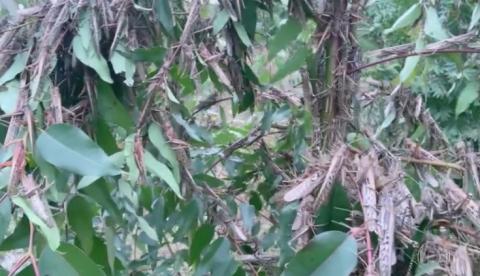 Inseticidas destroem 80% da nuvem de gafanhotos, mas preocupação continua