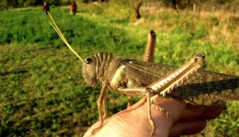 Argentina entra em alerta com surgimento de gafanhoto três vezes maior 