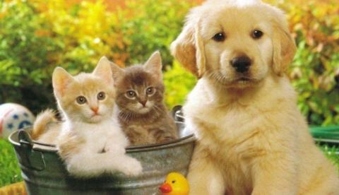 Shopping em Manaus realiza feira de adoção de cães e gatos neste sábado