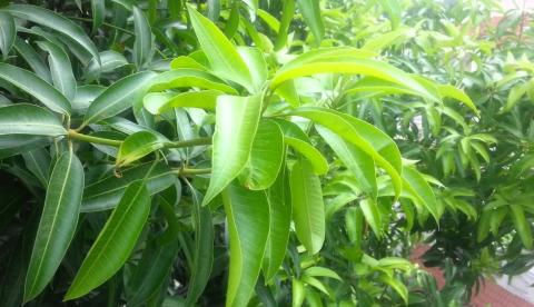 Chá de folha de mangueira pode combater formação de células cancerígenas 