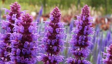 Com cheiro de hortelã, planta ajuda na má digestão 