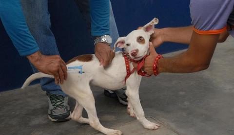 Processo seletivo oferta 250 vagas para vacinadores e registradores, em Manaus