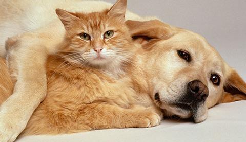 Novembro Azul: Campanha oferece atendimento gratuito de prevenção ao câncer em pet’s