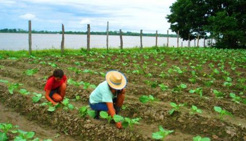 Mais de 50 municípios do Amazonas registram crescimento no PIB 