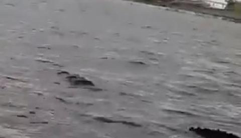 Vídeo mostra jacaré gigantesco na superfície do Rio Negro, em Manaus  