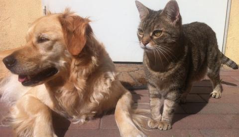 'CarnavAU Pet’ oferece atendimento gratuito para cães e gatos em Manaus