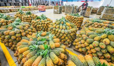 Amazonas: Mais de 76 toneladas da produção familiar são compradas pela ADS