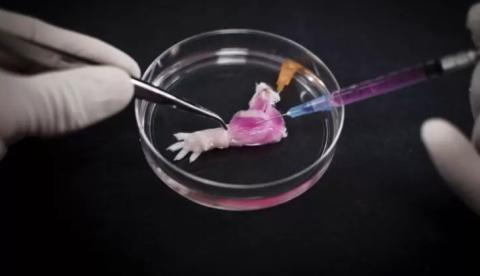  Experiência inédita em laboratório consegue produzir um membro completo