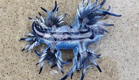 'Dragão Azul' faz rara aparição em praia de São Paulo