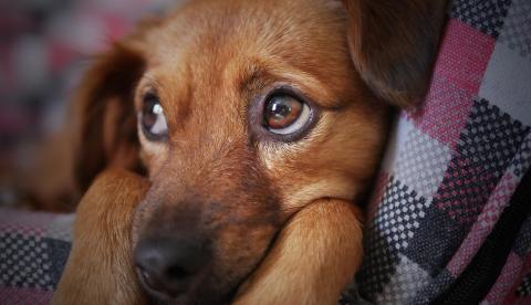 Chuvas acima da média em Manaus aumentam riscos de doenças em pets