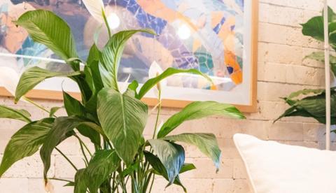 Comece o ano com boas vibrações: 12 plantas que simbolizam renovação