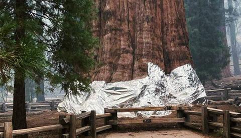 Maior árvore do mundo está ameaçada por um incêndio em parque nos Estados Unidos