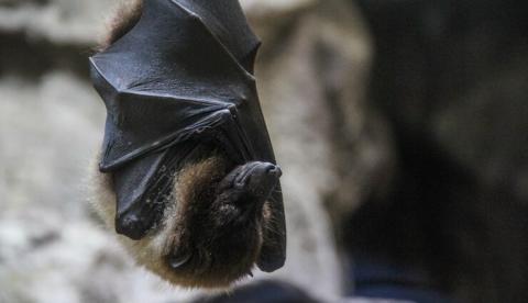 Pesquisadores descobrem morcego 'bem dotado' que é incapaz de penetrar durante sexo