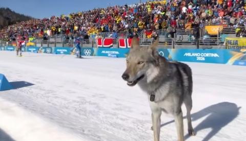 Cachorro invade pista e atrapalha dupla brasileira nos Jogos de Inverno; vídeo