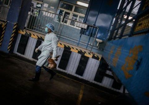 OMS estuda se vírus da gripe aviária é transmissível entre pessoas
