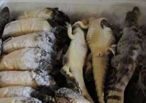 Mamãe Margarida ganha 500 quilos de carne de  jacaré