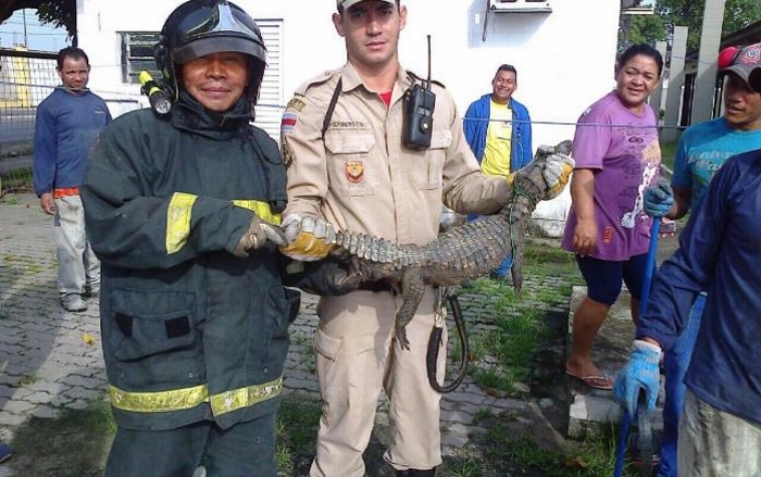  Jacaré é capturado no interior de um empresa na Torquato Tapajós