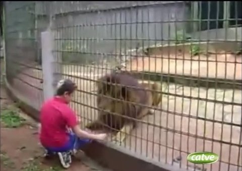 Vídeo mostra pai de menino atacado por tigre encorajando filho a tocar em leão 