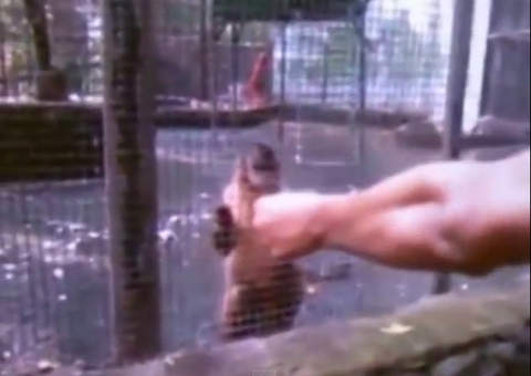 Jovens acusados de dar maconha para macaco em zoológico 